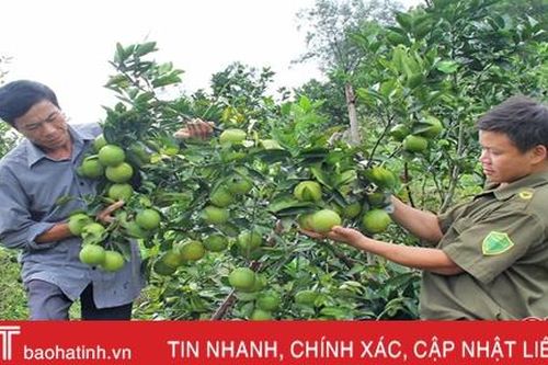 Xứ sở cam Hà Tĩnh dự kiến thu hơn 360 tỷ đồng từ 14.500 tấn quả