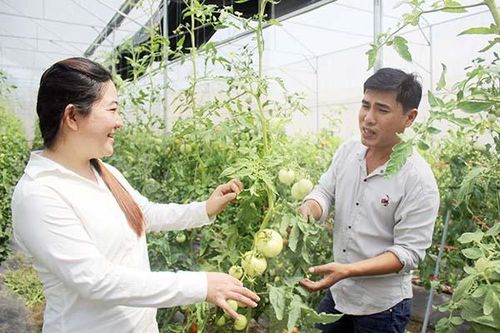 Khuyến khích phát triển nông nghiệp ứng dụng công nghệ cao
