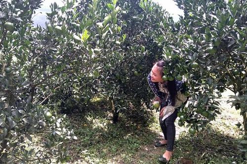 Để những mùa quả thêm ngọt ngào