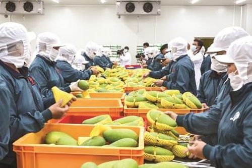Tận dụng EVFTA, thúc đẩy rau quả vào chuỗi giá trị toàn cầu