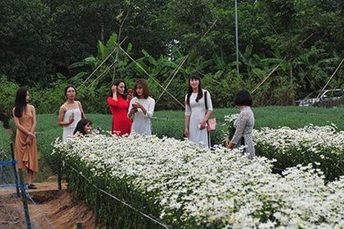 Giới trẻ chen chân chụp ảnh tại vườn cúc họa mi nở sớm nhất Hà Nội