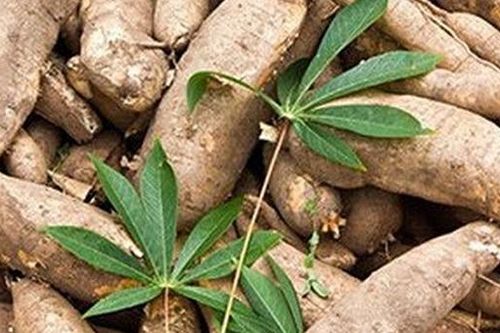 10 tháng 2019: Xuất khẩu sắn và các sản phẩm từ sắn đạt 738 triệu USD