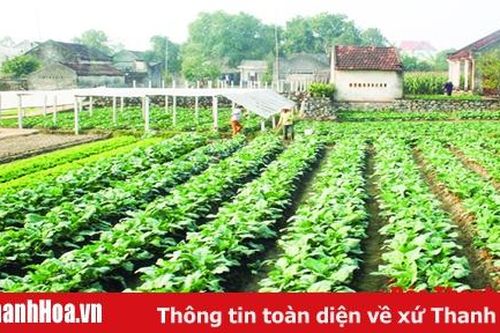 Tăng cường quản lý sản xuất, tiêu thụ rau an toàn