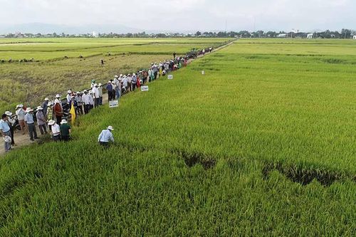 Thương hiệu 'Gạo Phú Thiện': Giấc mơ đang thành hiện thực