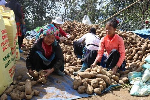Bát Xát liên kết tiêu thụ củ hoàng sin cô