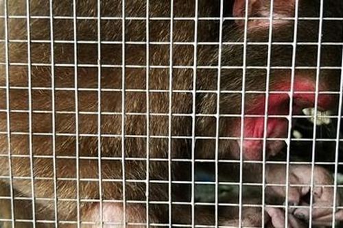 Thả cá thể khỉ mặt đỏ quý hiếm về rừng