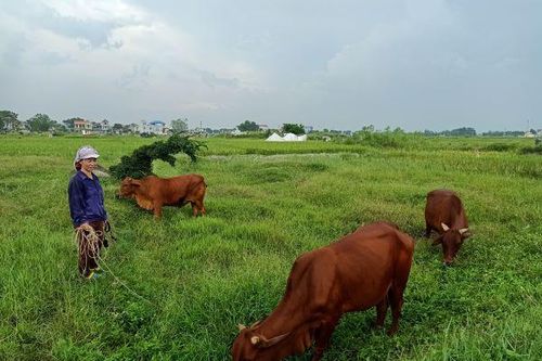 Thạch Thất: Nhiều gia đình thoát nghèo bền vững, doanh thu 100 triệu đồng