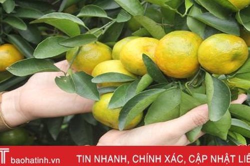 Trồng xen quýt đường, thủ phủ cam Hương Khê thu 'hai trong một'