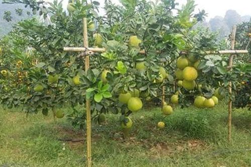 Nông dân bỏ vốn, trồng bưởi thoát nghèo ở huyện Tân Lạc