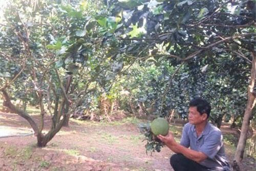 Nông dân Bến Tre làm giàu từ cây bưởi da xanh VietGap