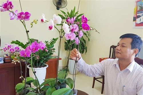 Trồng 26 nghìn cây hoa li và tuylip phục vụ Tết Nguyên đán 2020