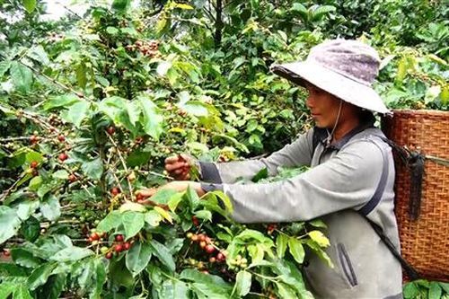 Hướng Hóa: Giá cà phê đầu vụ giảm