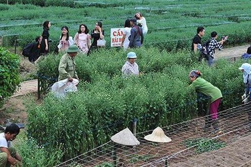 Các vườn hoa gấp rút trồng thêm cúc họa mi để phục vụ khách chụp ảnh
