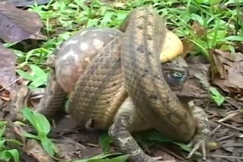 Bị trăn tấn công, ếch dùng chiêu độc để chống trả