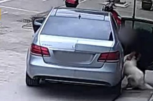 Doanh nhân lái xe sang Mercedes-Benz E-Class đi trộm chó