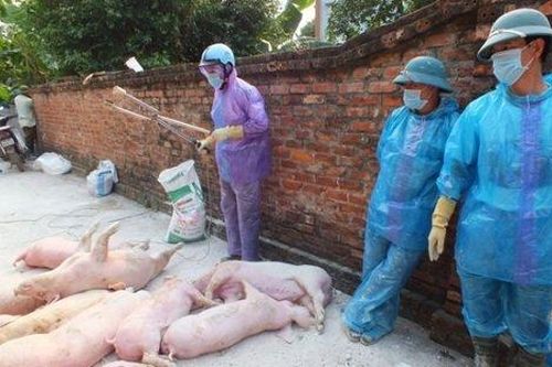 Chi cục trưởng chi cục Thú y Hà Nội lên tiếng về 180 xã tái phát dịch tả lợn châu Phi