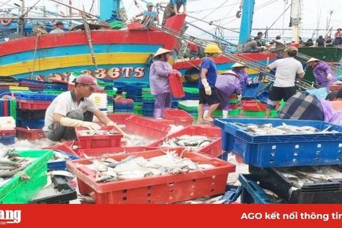 Nghệ An giá hải sản tăng 20% do gió mùa Đông Bắc và mưa bão