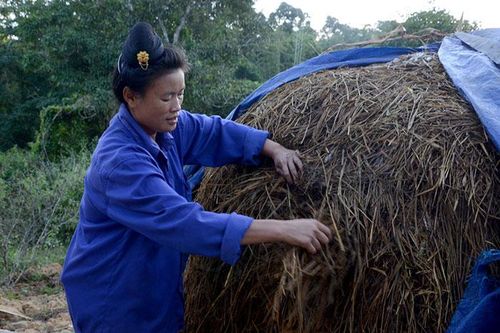 Hiệu quả dạy nghề nông nghiệp cho lao động nông thôn
