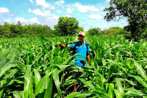 Cây bắp và chuyện quy hoạch cơ cấu cây trồng
