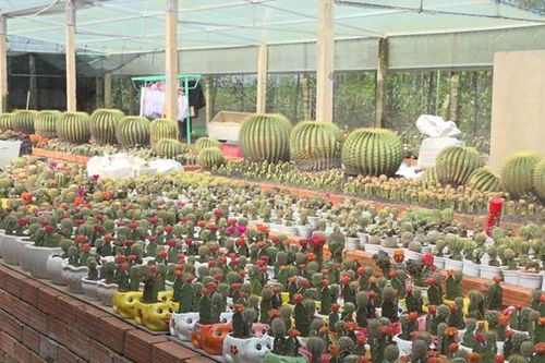 Đôi vợ chồng đam mê sưu tầm sở hữu hơn 1.000 giống xương rồng