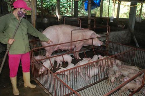 Người chăn nuôi lợn không nên tái đàn ồ ạt