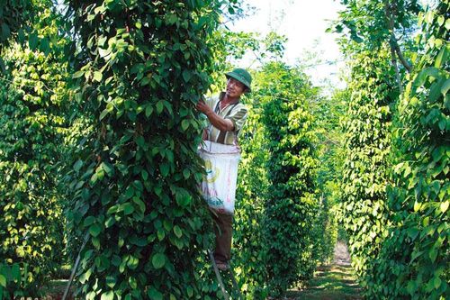 Tân Hà: Gắn việc thực hiện Chỉ thị 05 với Nghị quyết Trung ương 4