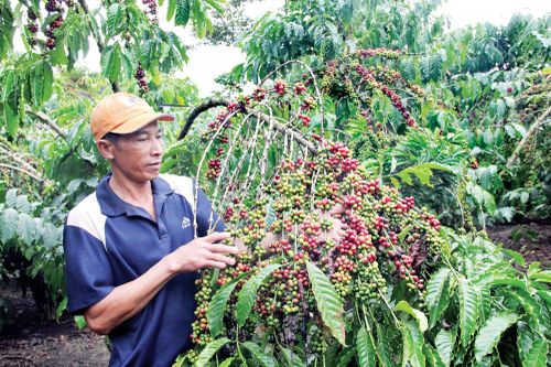 Lâm Đồng: Tái canh cà phê đứng đầu Tây Nguyên