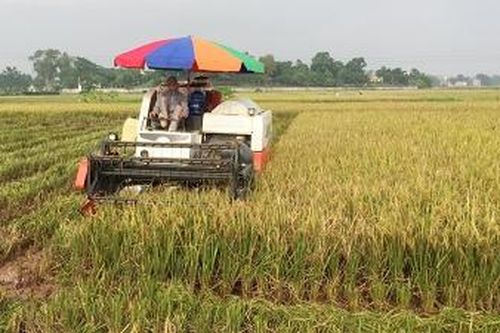 Tập trung sản xuất vụ xuân đạt kết quả cao