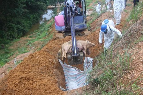 Hà Tĩnh: Dịch tả lợn châu Phi và lở mồm long móng diễn biến phức tạp