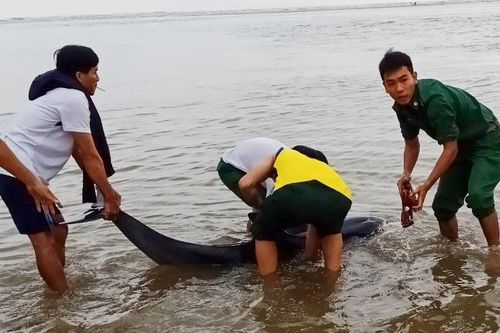 3 giờ giải cứu cá heo 100 kg bị thương