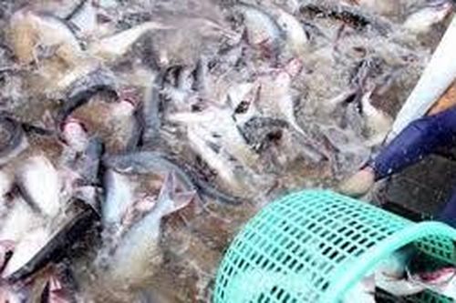 Cá da trơn rộng đường vào Mỹ