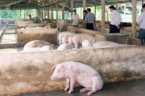 Dịch tả lợn châu Phi diễn biến phức tạp