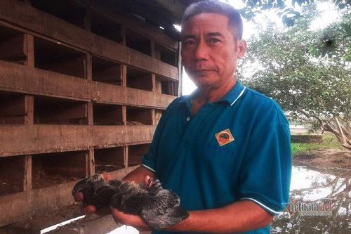 Xóm giềng trăm người đi Tây 'chui', lão nông Hà Tĩnh nuôi chim làm giàu