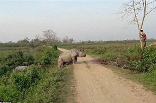Kinh hãi tê giác đuổi người, quản tượng trèo tót lên cây