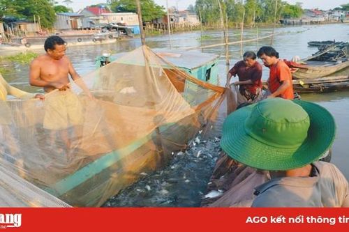 Nghề 'dụ' cá trên sông