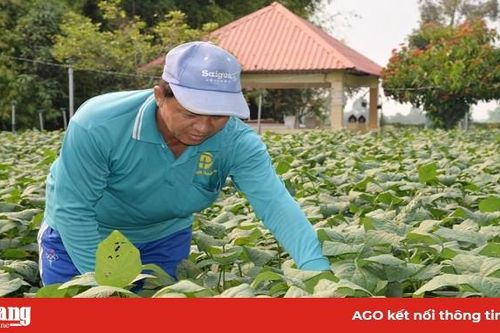 Nhân rộng các mô hình sản xuất hiệu quả