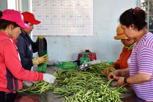 Để 50% nông sản tiêu thụ theo hợp đồng