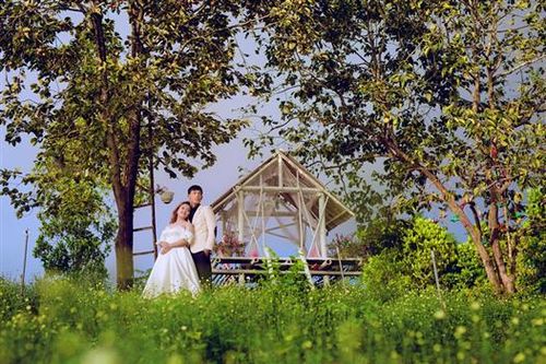 Vườn cúc họa mi ở phố núi Khe Sanh thu hút nhiều khách tham quan