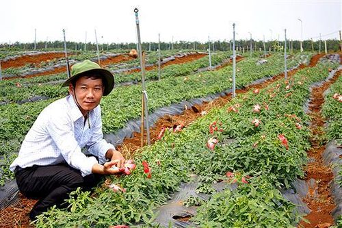 Xây dựng mô hình trồng cây dược liệu sâm Bố Chính tại xã Triệu Nguyên