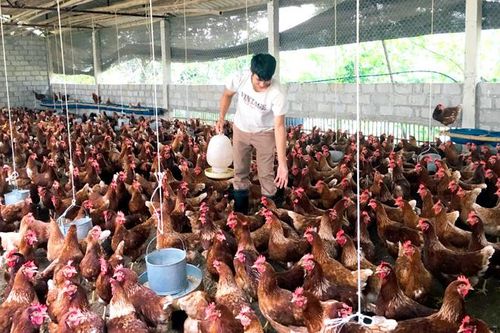 Cuộc sống mới ở thôn Tân Quang
