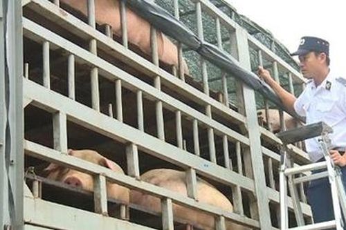 Xử lý nghiêm các trường hợp vận chuyển động vật trái phép