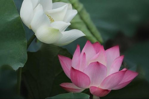 Cáo lỗi