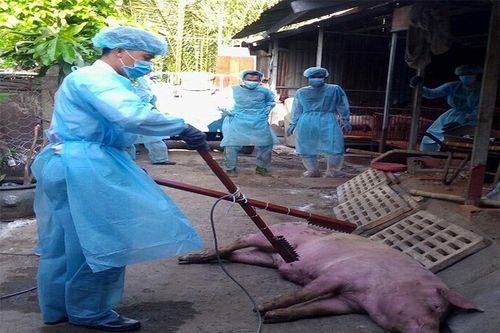 Việt Nam rất minh bạch thông tin về dịch tả lợn châu Phi