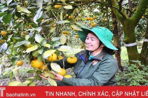 Người nông dân Hà Tĩnh 'hồi sinh vùng đất chết'