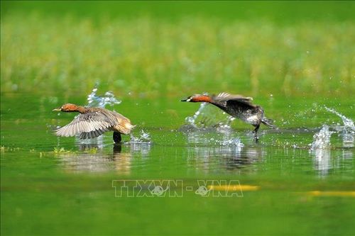 Chiêm ngưỡng vẻ đẹp của loài chim le le ở khu danh thắng Tràng An