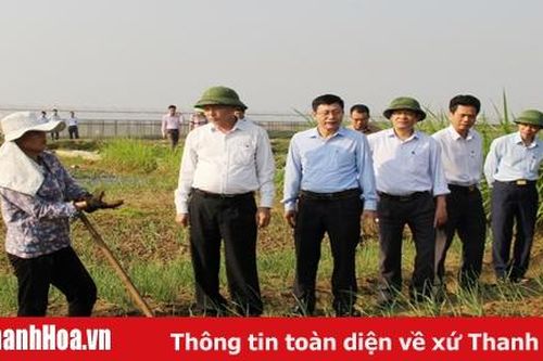 Tiếp tục thực hiện các giải pháp đẩy mạnh sản xuất vụ đông