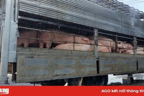 Thương lái đổ xô nhập heo từ Campuchia về giết mổ