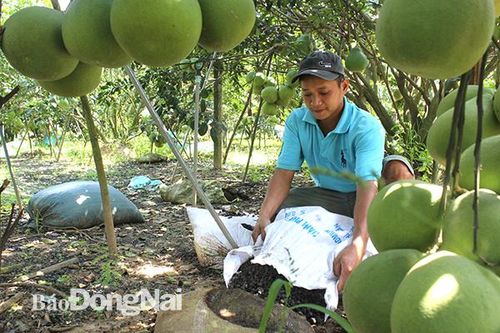 Tỷ phú '9X' làm nông nghiệp sạch