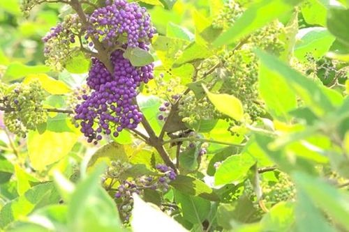 Ngọc long châu - loài cây đẹp cả hoa và trái