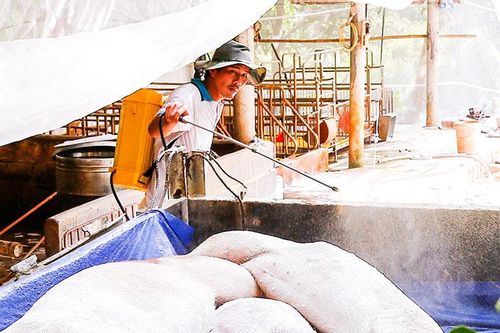 Hướng dẫn tiêu hủy heo bị dịch bệnh: Chưa phù hợp